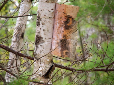 [Birch tree trunk with a section approximately 9 vertical inches peeling away from the trunk looking like an open book as the peeling section is open at least 5 inches horizontally.]